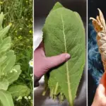 7 Ways To Reuse Old Used Tea Bags In The Garden