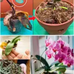 7 Homemade Fertilizers for Growing Beautiful Tomatoes in Containers