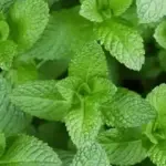 Reviving a Wilted Orchid: A Comprehensive Guide