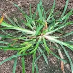 How To Grow Ginger No Matter Where You Live