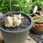 11 Surprising Benefits of The Miracle Leaf of Life