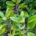 How To Grow Ginger No Matter Where You Live