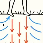 The bear would not have survived if… Police risked their lives to save a sick bear cub abandoned on the road in New Hampshire