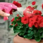 A Secret to Blossoming Hydrangeas: Use This Beverage as Fertilizer