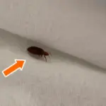 Turn One Ginger Root into a Year’s Supply—Right at Home