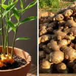 14 Best Daffodil Varieties For Containers