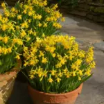 Turn One Ginger Root into a Year’s Supply—Right at Home