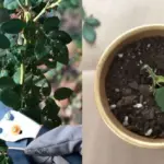 How To Get Your Orchid To Bloom Again