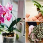 Why Is There White Mold On My Houseplant Soil & How Do I Fix It?