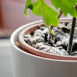 How to Winter Over Mums and Keep Them Blooming Year After Year
