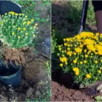 Mixing Garlic, Honey, and Cloves: The Secret No One Will Ever Tell You